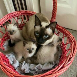 Siamese kitten for sale