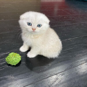 Scottish Fold