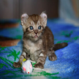 American Curl