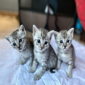 Egyptian Mau