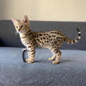 Savannah kitten