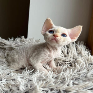 Devon Rex kitten