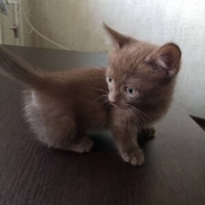 Munchkin kitten