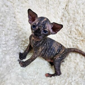 Sphynx kitten