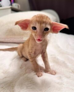 Oriental Shorthair kitten for sale