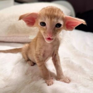 Oriental Shorthair kitten for sale